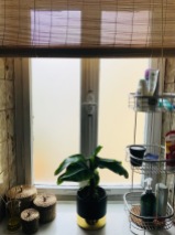 Altbau Bad Fenster / Bananenpflanze / DIY Raumduft